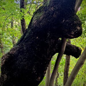 木を見間違える